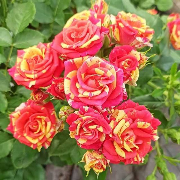 Роза спрей Файр Флеш