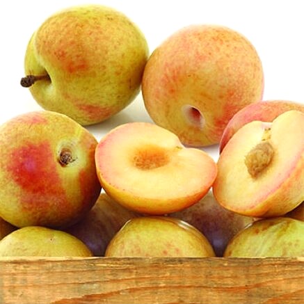 Шарафуга Голд