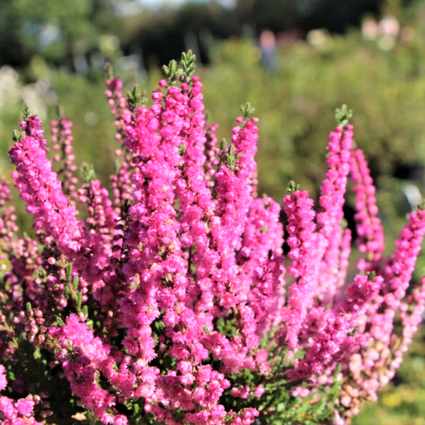 Вереск обыкновенный Яна